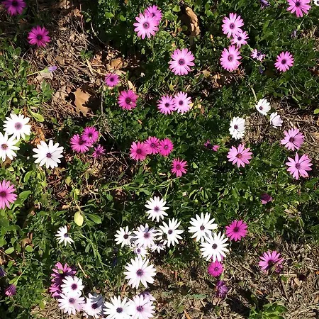 아파트 Yiannis Rania